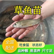 鱼活体草鱼活鱼苗草小淡水养殖食用黑脆皖特大水花速卖通厂家直销