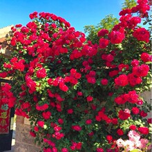 �Sľ�㻨������ֲ�ﻨ���ذ��ľ������Nޱ�̨ͥԺ�ļ��_������