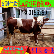 西门塔尔牛 三个月小牛 提供技术支持  活牛出售小牛