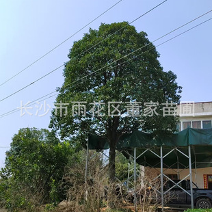 ���^��t��ľɏ �G����ľ25-30���ּt��ľɏ ͥԺ�t��ľɏ��