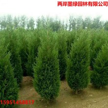 柏树苗松柏侧柏树苗扁柏圆柏松树塔柏宝塔松龙柏苗墓地柏树四季青