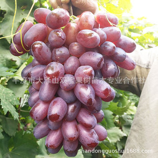 κ�� �ؿ� ƽ�Ȼ������l���챱���Ϸ��Nֲ�޽�Ǥ����Ʒ�N���ј���