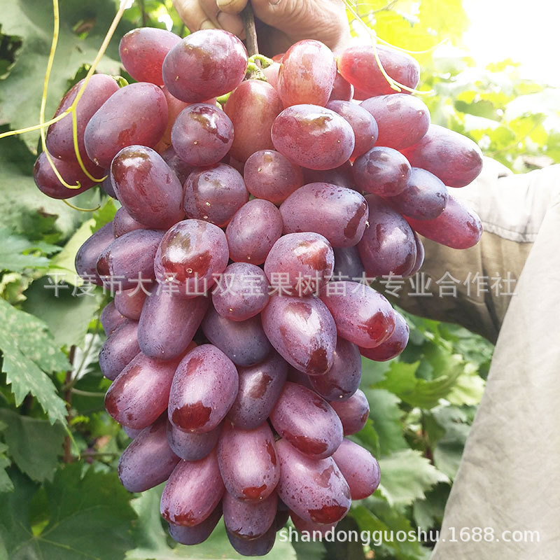 魏可 温克 平度基地批发晚熟北方南方种植嫁接扦插新品种葡萄树苗