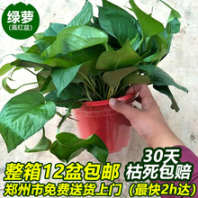 绿萝自吸水大叶绿航绿萝水培植物绿植花卉盆栽室内吸甲醛净化空气