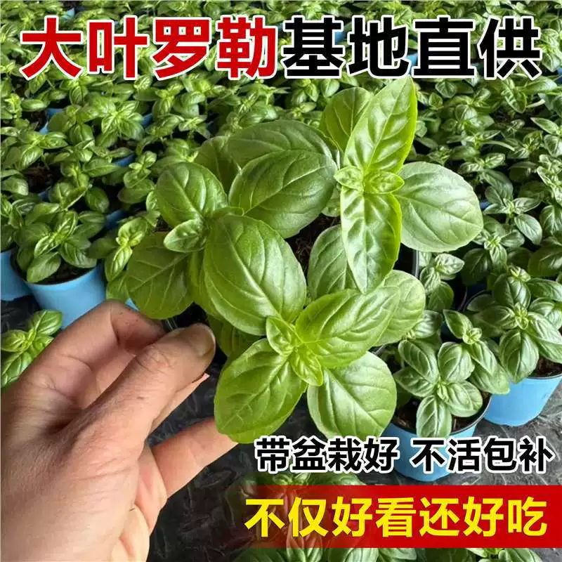 Девятислойный базилик, крупнолистовой сладкий базилик, съедобное растение, комнатный балкон, трава, мята, золотистое, неизменное зеленое растение, розмарин.