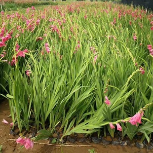 Dried Safflower Iris Zhongze Planting Calamus Herbal Wetland Water Plant Iris Flower Wetland Flower