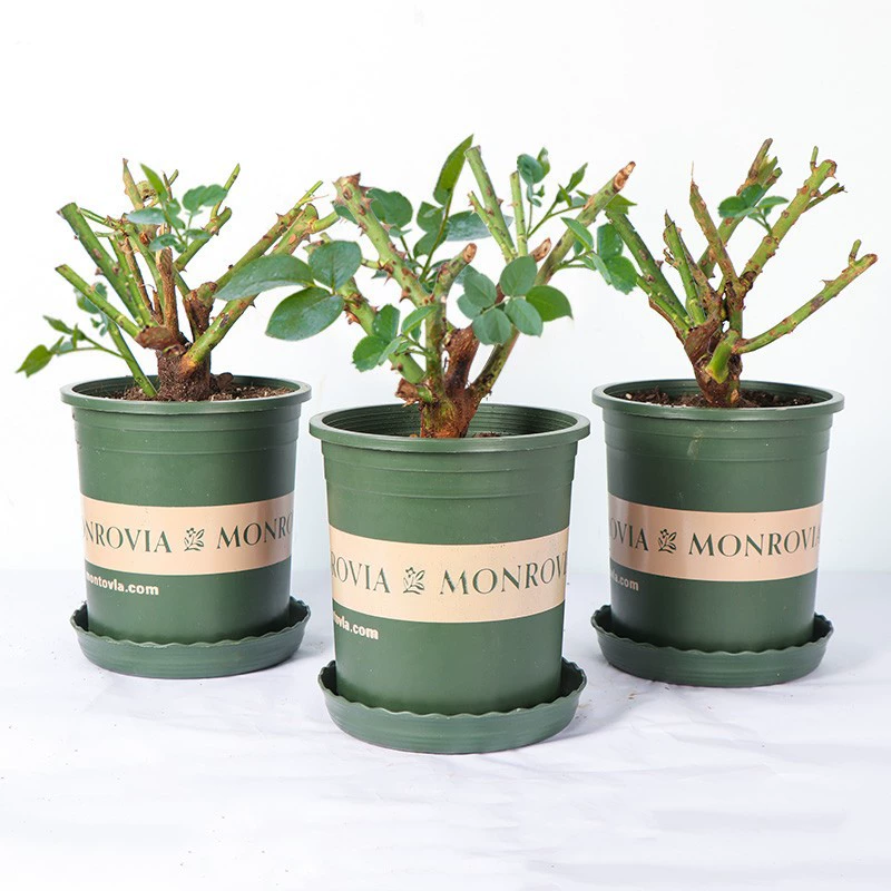 Четыре сезона, рассада роз, роза в горшке, цветок с старым корнем, декоративное растение, комнатный цветок, роза, роза