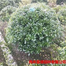 基地批发花灌木球 海桐大球 盆栽灌丛花坛 园林绿化精品海桐球