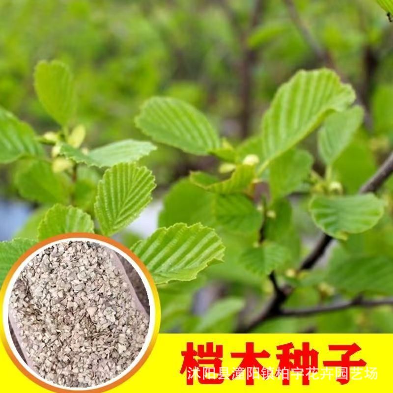 桤木种子 旱冬瓜种籽 江南桤木树种子 水青风桤蒿种子 水冬瓜种子