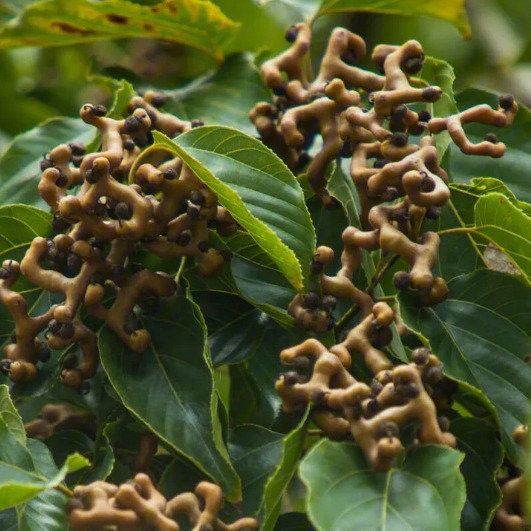 枳椇籽提取物枳椇子黄酮二氢杨梅素同显齿蛇葡萄叶提取工厂价直供