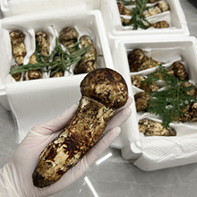 2024ײСxδ_rllS朿\