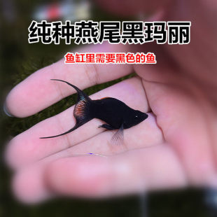 �ڬ��� ��β�ڬ����~ ̥���~ ����Ĥ���� �坍�~ �Lˮ�~���]���p