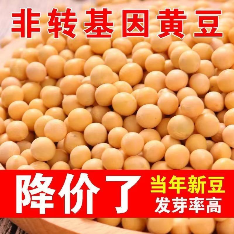 Soybean with Bean Sprouts in Northeast China Edible Agricultural Products with Soybean Sprouts