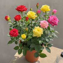 迷你阳台多色月季花苗玫瑰花混色盆栽原盆带土带花苞发货四季开花
