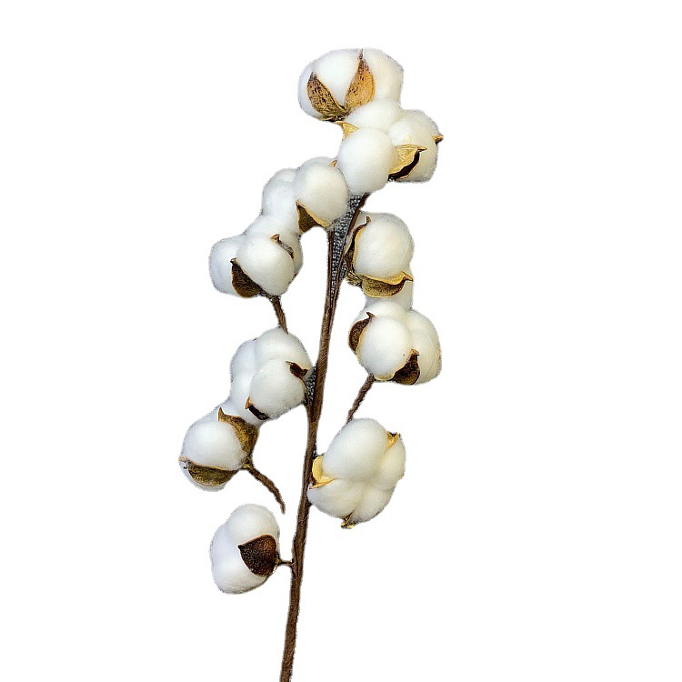 En stock simulación 10-cabeza algodón sola simulación eterna algodón flor seca flor artificial cabeza de algodón sala de estar decoración del hogar