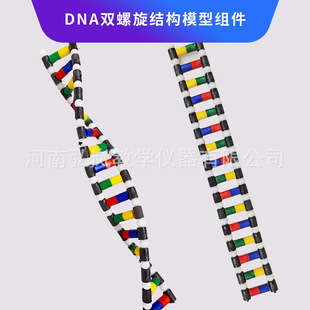 Dna Double Spiral Structure Model Components Biological Experiment Teaching Instrument Biological Heritage Genes and Changes