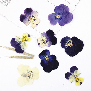 Corydalis Dried Flower Embossing Material Package Real Leaf Plant Specimen Real Flower Face Decoration Petal Makeup