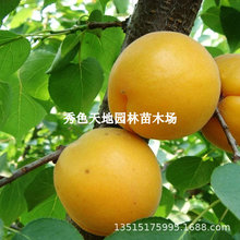 大秦杏树苗甜杏苗巨蜜王嫁接杏子苗果树当年结果南方北方种植盆栽