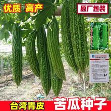 台湾青皮长苦瓜种子 种籽四季高产特大疙瘩绿蔬菜种子大全农科院