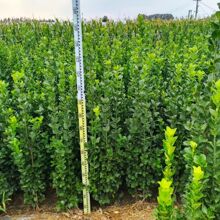 基地出售北海道黄杨 景区道路园林绿化工程苗 日本冬青大叶黄杨