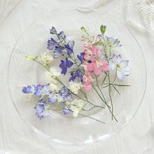 飞燕带枝 押花干花diy贺卡书签滴胶饰品配件香薰蜡烛压花干叶