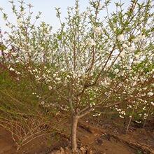 碧桃 泰安青叶白花碧桃5公分以上 冠幅好 树型优美 苗圃直供