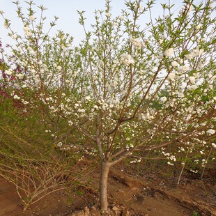 ���� ̩�����~�׻�����5�������� �ڷ��� ���̓��� ����ֱ��