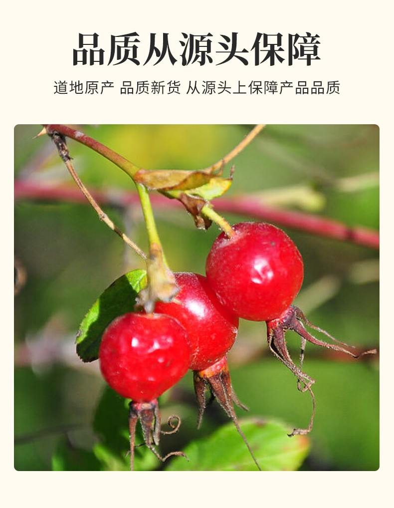 Rose Hips (Rosa spp.) — Dried Whole Fruit, Food-Herb Botanical for Tea & Tonics specifications