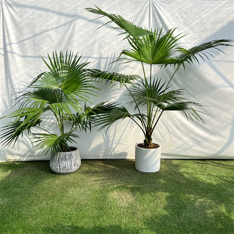 Морозостойкие растения анемоны Пальмовый веерный лист Внутреннее и наружное зеленое растение Four Seasons Evergreen Большой вид листьев для кормления подсолнечника