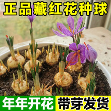 藏红花种球盆栽可食用西藏番红花球根秋冬季耐寒植物花卉种子