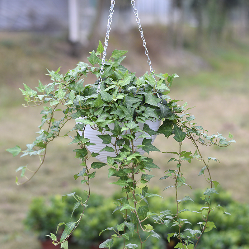 Ivy Potted Indoor Hanging Plants Are Easy to Grow, Hydroponic Green Plants Purify the Air and Remove Formaldehyde, Evergreen All Year Round Ivy Potted Indoor Hanging Plants Are Easy to Grow, Hydroponic Green Plants Purify the Air and Remove Formaldehyde, Evergreen All Year Round