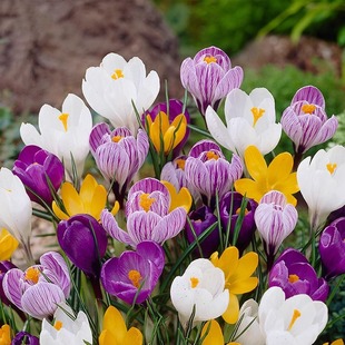 Cold-Resistant Saffron Seed Bulb Seedlings Indoor and Outdoor Potted Florals Crocus Home Gardening Plant Bulb Florals