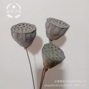 [Lotus] large shower head 4-6cm wholesale Lotus shooting props decorations crafts gifts
