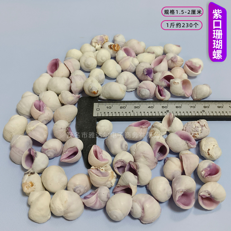 貝殻と法螺貝 1～2cmをポンド単位で販売、貝殻と砂を混ぜて手作りのDIYテーブルを製作、ドリフトボトルを製作|undefined