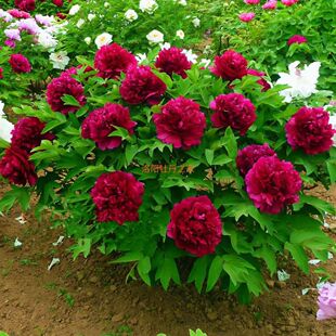 ĵ�����������ذꎧ�������ĵ���������ʝɼtĵ�������󻨿͏d