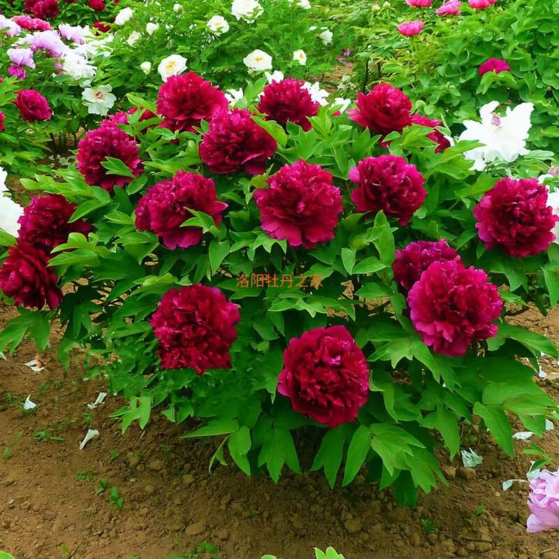 Potted Double-Flowered Peony Seedlings with Buds, Luoyang Peony Large Seedlings, Heze Red Peony Flower King, Large Flowers for Living Room