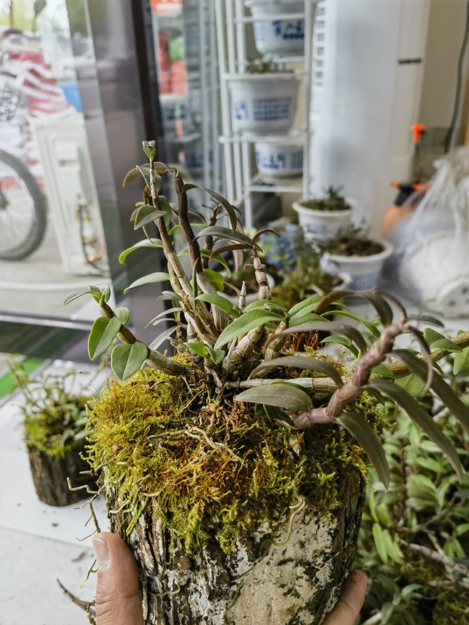 Huoshan Tie Pi Shi Hu Dendrobium Officinale Live Potted Orchid Indoor Decorative Green Plant quality and texture