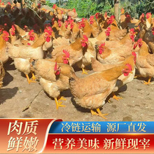 广西黄油鸡农家散养黄油老母鸡活鸡新鲜现杀冷链运输整只现货批发
