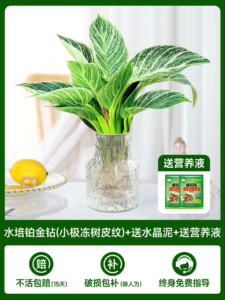 수경 백금 다이아몬드 [작은 얼어붙은 나무껍질 패턴] + 무료 크리스탈 머드 + 무료 영양액