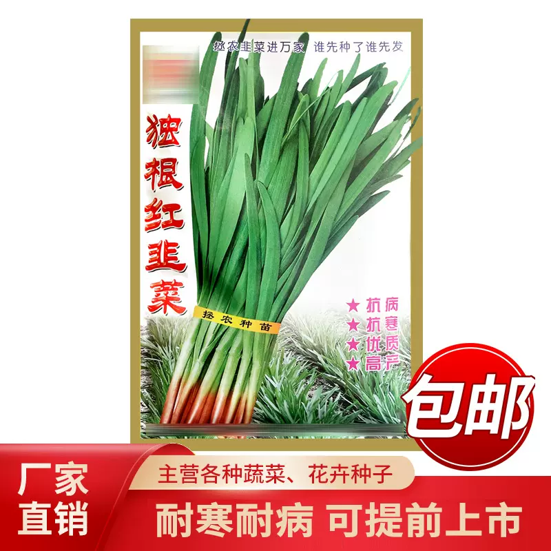 独根红韭菜种子200g 四季种植叶片宽大肥厚耐寒红根紫根韭菜种子
