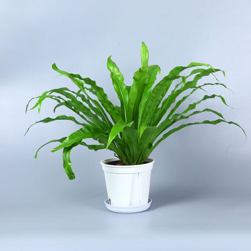Wholesale thickened plastic Qingshan root control pots, gallon flower pots, large and small succulent seedling planting pots, white