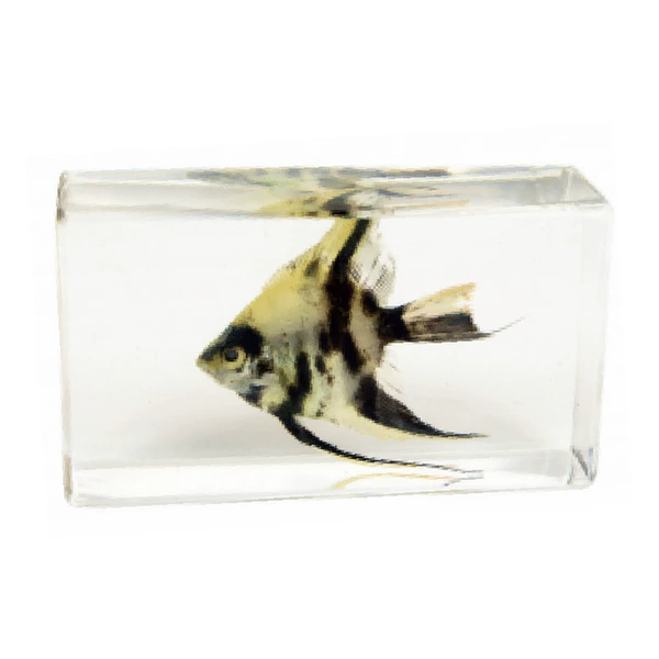 7.3CM medium angel fish