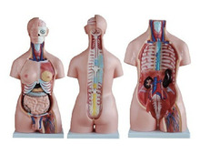 两性人体半身躯干模型（85cm/40件），人体系统解剖模型