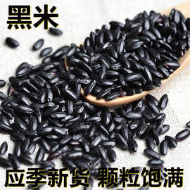 新鲜黑米黑糙米 500克/1斤 产地直供应季新货颗粒饱满 搭配杂粮粥