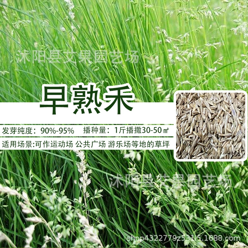 Оптовые холодные сезонные многолетние высокие овсяницы проект озеленения и закрепления почвы двор Кентукки мятлик газон семена