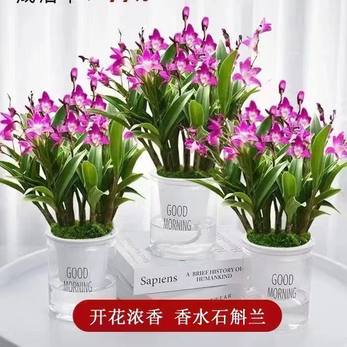 批发带花 红泼墨石斛 四季开花秋石斛懒人盆栽阳台办公室内好养盆