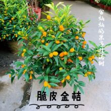 ��ۘ�����������С��ێ����҃ȿ͏d�k����������۰lؔ���f���