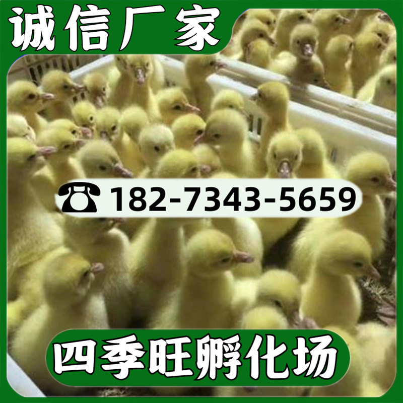鹅苗
