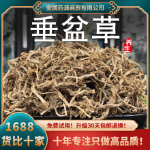 垂盆草中药材500克狗牙草瓜子草狗牙瓣草食非野生用泡茶新鲜干货