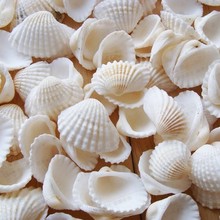 70YF【】天然白色贝壳材料地中海家居装饰墙贴DIY地台打孔海螺